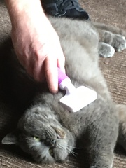 What's your dcat doing today?