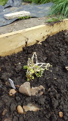 Allotment/Veg Patch -Thread  8 - Its spring - time to get busy!