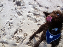 Does anyone fancy a 'puppy survival' thread?