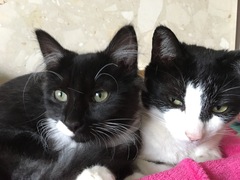 Why do you love cats?