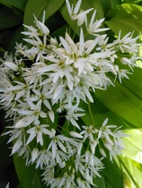 Plant identification