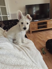 Does anyone fancy a 'puppy survival' thread?