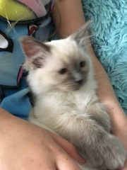 Devastated over the loss of my boy
