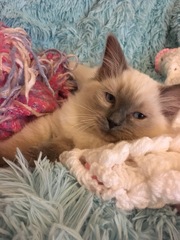 Devastated over the loss of my boy