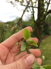 Allotment/Veg Patch -Thread  8 - Its spring - time to get busy!