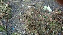 I think gardener has destroyed my garden. will it recover