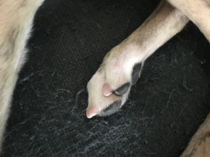 Are my ddog's nails too long? (Pics)
