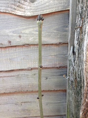 Help -  is this Japanese knotweed?!
