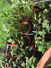Has anyone bought from Brittany Perennials?