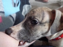 Does anyone fancy a 'puppy survival' thread?