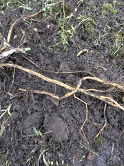 Weed identification