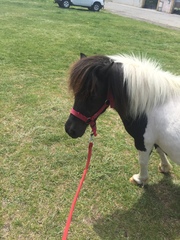 My toddler wants to name his new mini Shetland mare 'Kevin' HELP