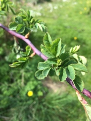 Can anyone identify these different plants?