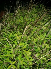 Anyone know what this herb is?