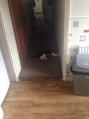 What's your dcat doing today?