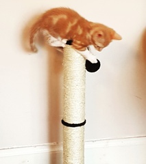 What's your dcat doing today?