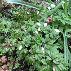Plant identification, please?
