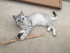 What's your dcat doing today?