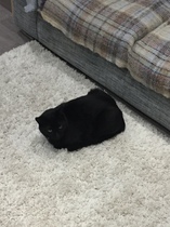What's your DCat up to today? Pt 2
