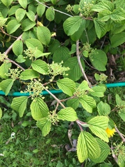 Can anyone identify these different plants?