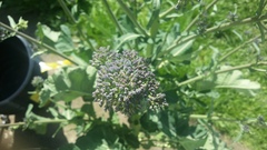 Allotment/Veg Patch -Thread  8 - Its spring - time to get busy!