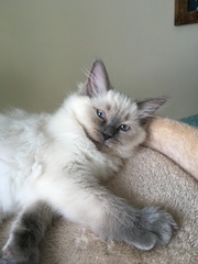 Devastated over the loss of my boy