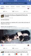 offered an eight week kitten but feeling a bit uneasy