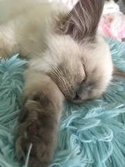 Devastated over the loss of my boy