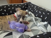 Does anyone fancy a 'puppy survival' thread?