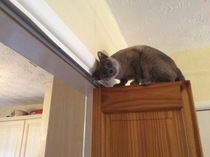 What's your DCat up to today? Pt 2