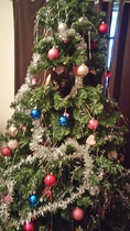 Tell Bought By Many Pet Insurance about your pets’ biggest mishaps - £300 voucher to be won NOW CLOSED