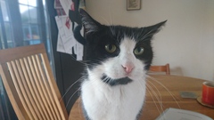 Cat colours and parentage