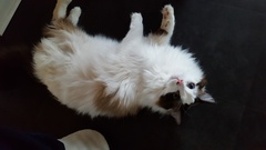 Devastated over the loss of my boy
