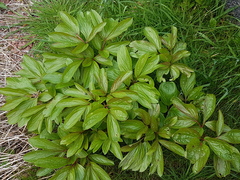 Any ideas?