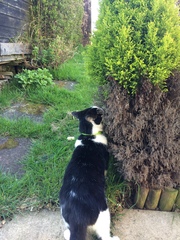 Allotment/Veg Patch -Thread  8 - Its spring - time to get busy!