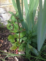 Plant ID help
