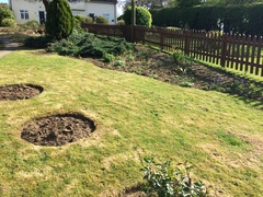 Small evergreens for this bed