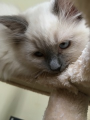 Devastated over the loss of my boy