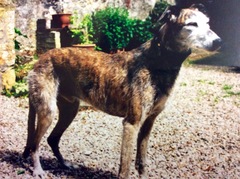 Talk to me about Lurchers