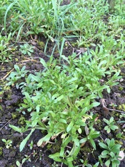 To ask what these plants are?