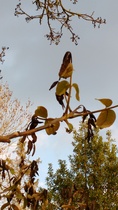 What's wrong with my walnut tree?