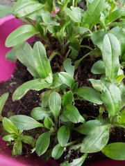 Oh wise ones, can you tell me what these are?