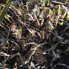 Is this a weed?