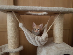 What's your dcat doing today?