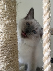 Devastated over the loss of my boy