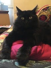 We've adopted a kitten!