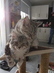 What's your dcat doing today?