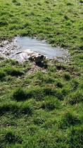 Show me your border terriers