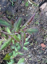 More plant id please?