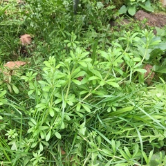Plant identification, please?